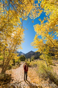 Hiker and aspen trees, Mineral King, California, Sequoia National Park