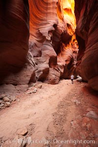 Hiker in Buckskin Gulch.  A hiker considers the towering walls and narrow passageway of Buckskin Gulch, a dramatic slot canyon forged by centuries of erosion through sandstone.  Buckskin Gulch is the worlds longest accessible slot canyon, running from the Paria River toward the Colorado River.  Flash flooding is a serious danger in the narrows where there is no escape, Paria Canyon-Vermilion Cliffs Wilderness, Arizona