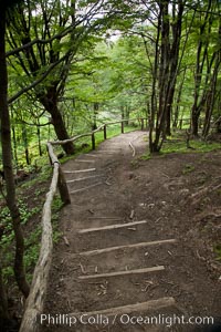 Hiking path through trees, Tierra del Fuego National Park, Argentina, Ushuaia