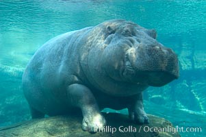 Hippopotamus., Hippopotamus amphibius, natural history stock photograph, photo id 07939