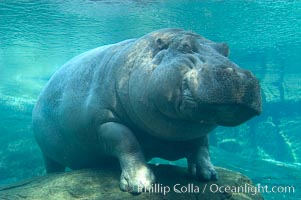 Hippopotamus, Hippopotamus amphibius