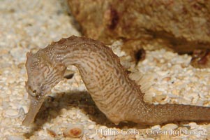 Lined seahorse, Hippocampus erectus