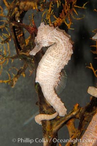 Lined seahorse, Hippocampus erectus