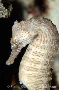 Lined seahorse, Hippocampus erectus