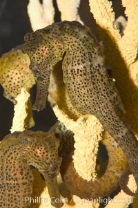 Longsnout seahorse, Hippocampus reidi