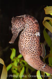 Seahorses, Hippocampus