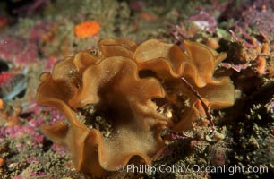 Fluted bryozoan, Hippodiplosia insculpta, San Miguel Island