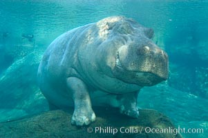 Hippopotamus, Hippopotamus amphibius