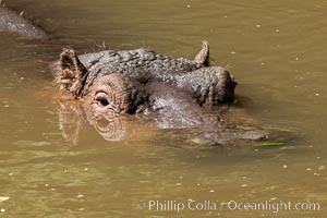 Hippopotamus, Meru National Park, Kenya, Hippopotamus amphibius