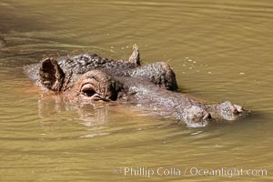 Hippopotamus, Meru National Park, Kenya, Hippopotamus amphibius