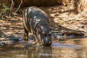 Hippopotamus, Meru National Park, Kenya, Hippopotamus amphibius