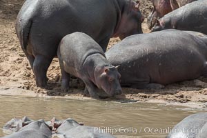 Hippopotamus, Olare Orok Conservancy, Kenya