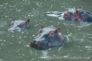Hippopotamus, Olare Orok Conservancy, Kenya, Hippopotamus amphibius
