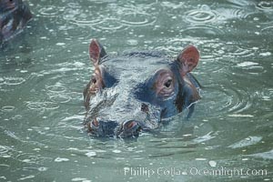 Hippopotamus, Olare Orok Conservancy, Kenya, Hippopotamus amphibius