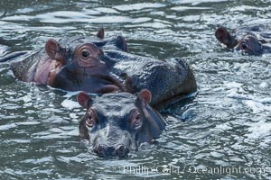 Hippopotamus, Olare Orok Conservancy, Kenya., Hippopotamus amphibius, natural history stock photograph, photo id 30026