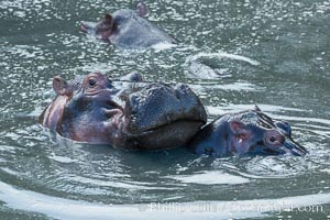 Hippopotamus, Olare Orok Conservancy, Kenya, Hippopotamus amphibius