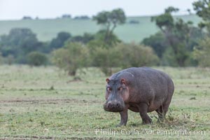 Hippopotamus, Olare Orok Conservancy, Kenya