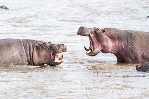 Hippopotamus with Open Mouth in the Mara River, Kenya, Hippopotamus amphibius, Mara North Conservancy