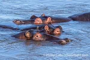 Hippos, Mara River, Hippopotamus amphibius, Maasai Mara National Reserve