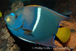 King angelfish, Holacanthus passer