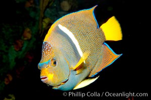 King angelfish, Holacanthus passer