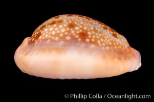 Honey Cowrie, Cypraea helvola hawaiiensis