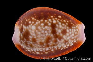 Honey Cowrie, Cypraea helvola citrinicolor