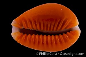 Honey Cowrie, Cypraea helvola citrinicolor