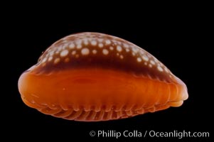 Honey Cowrie, Cypraea helvola citrinicolor