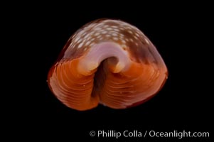 Honey Cowrie, Cypraea helvola citrinicolor