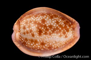 Honey Cowrie, Cypraea helvola hawaiiensis