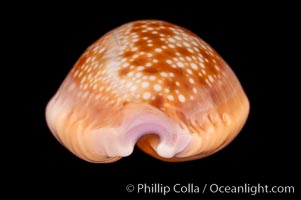 Honey Cowrie, Cypraea helvola hawaiiensis