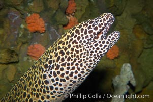 Honeycomb moray eel (tesselate moray), Gymnothorax favagineus