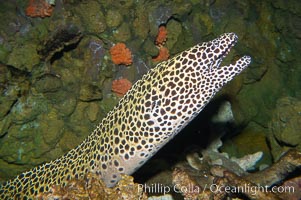 Honeycomb moray eel (tesselate moray)., Gymnothorax favagineus, natural history stock photograph, photo id 12921