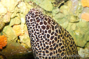 Honeycomb moray eel (tesselate moray), Gymnothorax favagineus