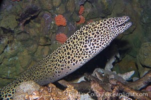 Honeycomb moray eel (tesselate moray)., Gymnothorax favagineus, natural history stock photograph, photo id 12923