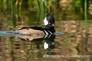 Hooded Merganser, Lophodytes cucullatus, Lophodytes cucullatus, Santee Lakes