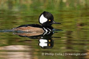 Hooded Merganser, Lophodytes cucullatus, Lophodytes cucullatus, Santee Lakes