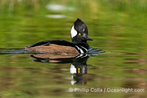 Hooded Merganser, Lophodytes cucullatus, Lophodytes cucullatus, Santee Lakes