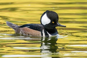Hooded Merganser, Lophodytes cucullatus, Lophodytes cucullatus, Santee Lakes