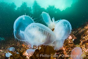 Hooded Nudibranch Melibe leonina on kelp and rocky reef, Browning Pass, Vancouver Island, Canada, Melibe leonina