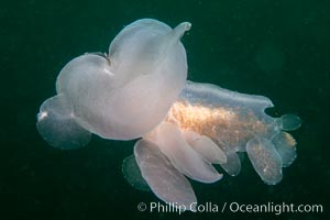 Hooded Nudibranch Melibe leonina swimming in mid water column, Browning Pass, Vancouver Island, Canada, Melibe leonina