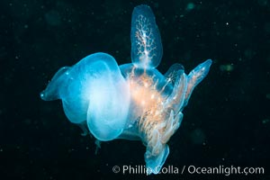 Hooded Nudibranch Melibe leonina swimming in mid water column, Browning Pass, Vancouver Island, Canada, Melibe leonina