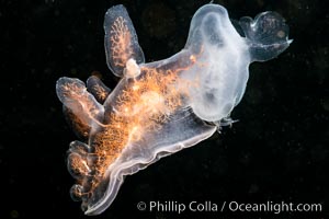 Hooded Nudibranch Melibe leonina swimming in mid water column, Browning Pass, Vancouver Island, Canada, Melibe leonina