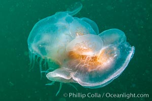 Hooded Nudibranch Melibe leonina swimming in mid water column, Browning Pass, Vancouver Island, Canada, Melibe leonina