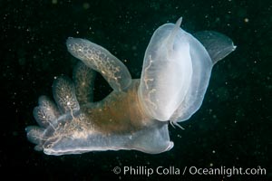 Hooded Nudibranch Melibe leonina swimming in mid water column, Browning Pass, Vancouver Island, Canada, Melibe leonina