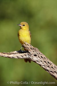 Hooded oriole, female, Icterus cucullatus, Amado, Arizona