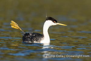 Hook the Western Grebe with a fishing hook embedded in the back side of his head, Lake Wohlford, Aechmophorus occidentalis, Escondido, California