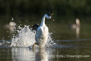 Hook the Western Grebe with a fishing hook embedded in the back side of his head, Lake Wohlford, Aechmophorus occidentalis, Escondido, California