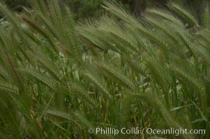 Foxtail barley, Hordeum murinum, San Elijo Lagoon, Encinitas, California